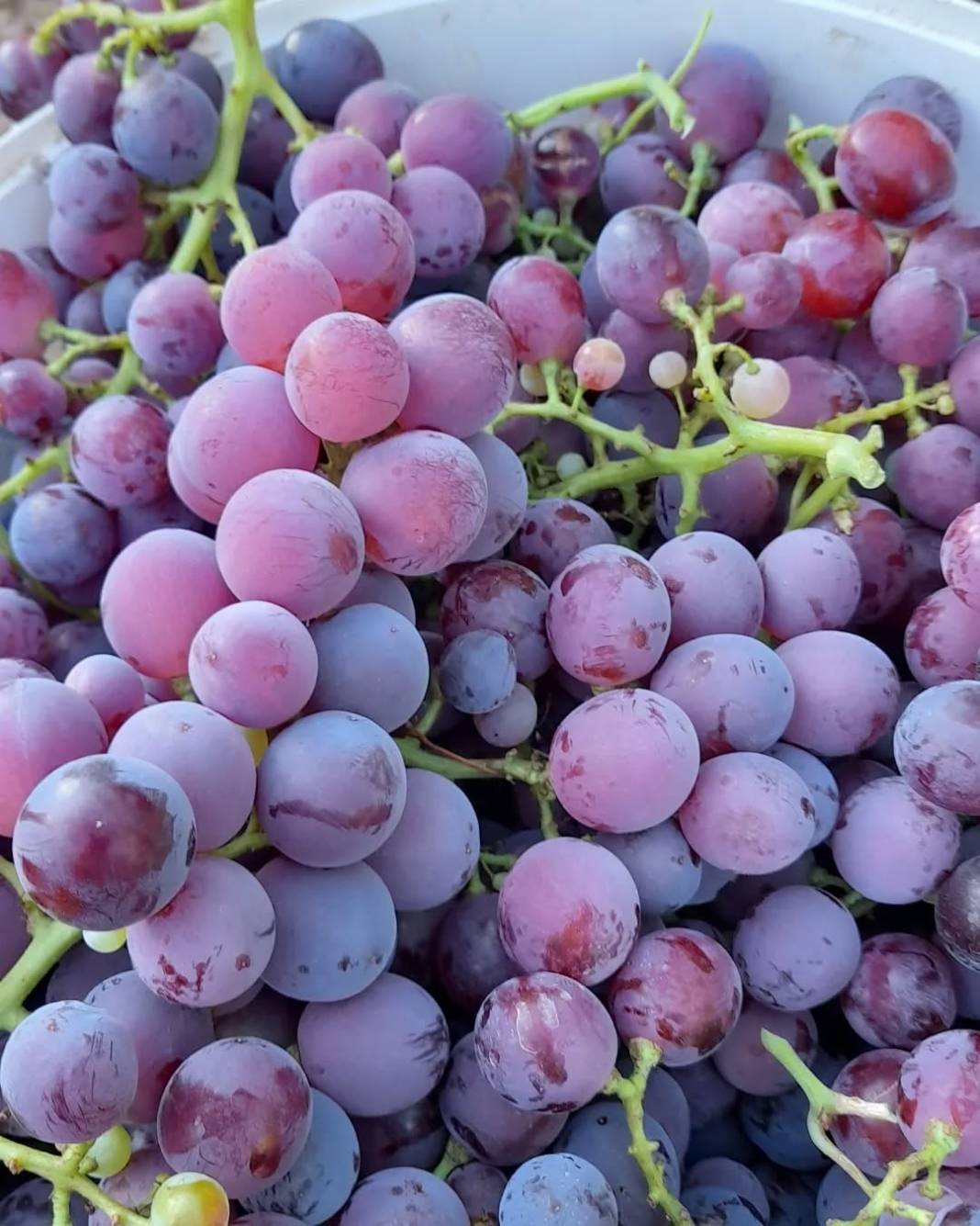 Mor Üzümün Antalya’daki Hikayesi Hangi İlçelerde Yetişir, Ne Zaman Yenir 7